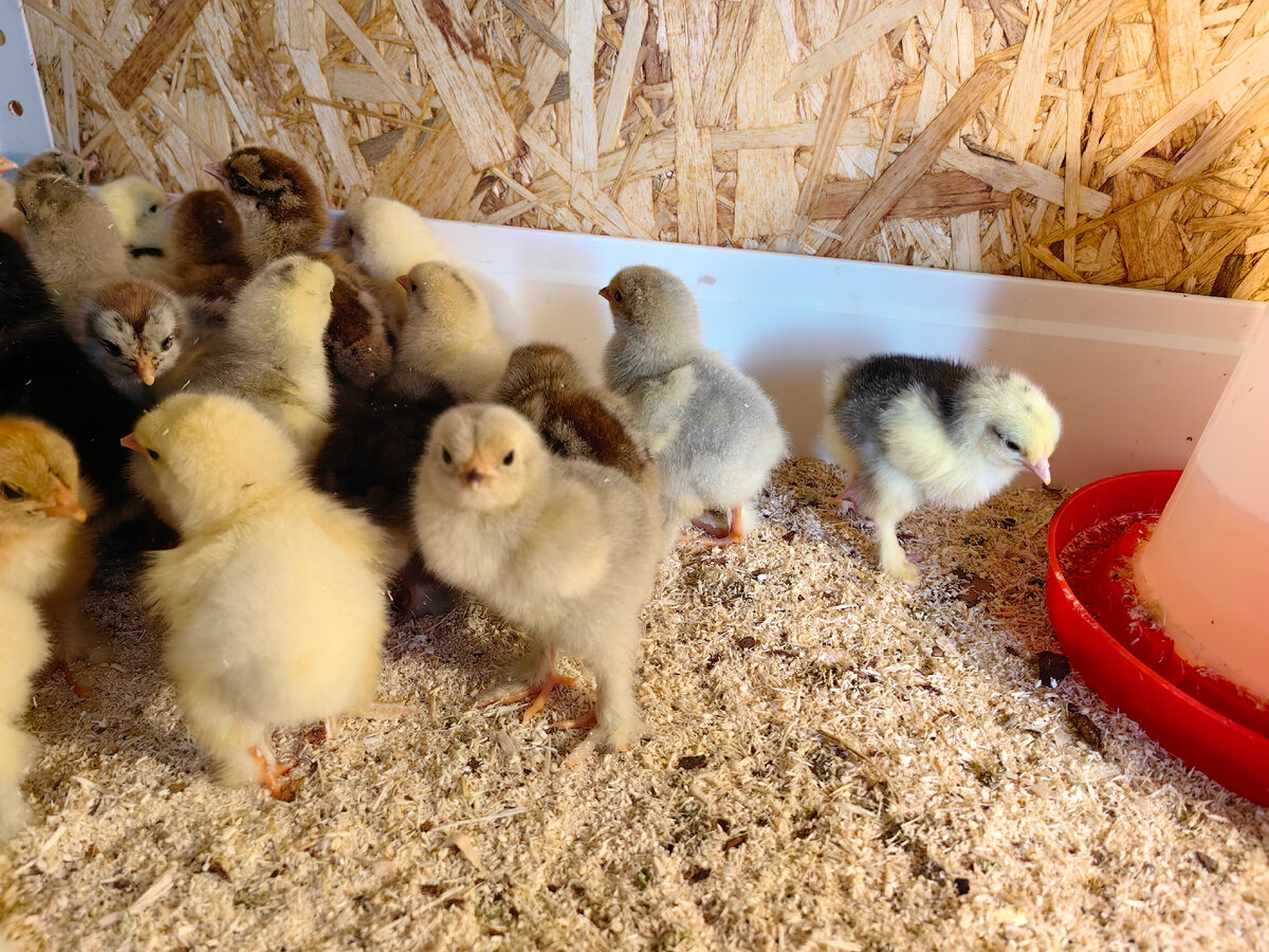 цыплята брама