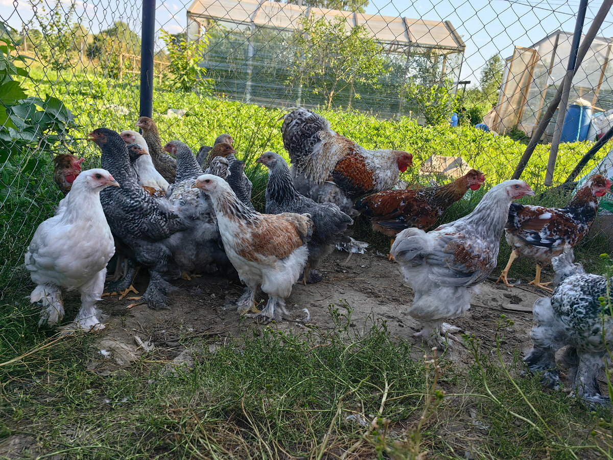 подростки на выгульной площадке