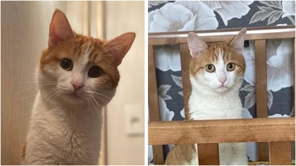 На  фото : Твикс