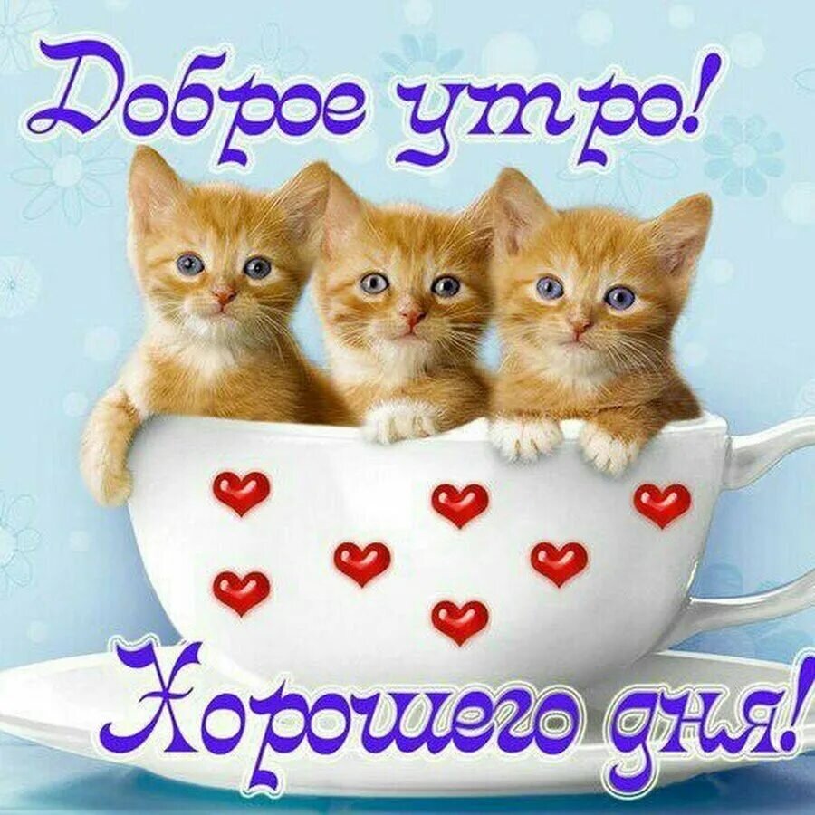 Смешные пожелания спокойной ночи. Поздравления с днём рождения любимому мужу. Стихи любимой девушке. Пожелания на ночь. С днём рождения любимому.