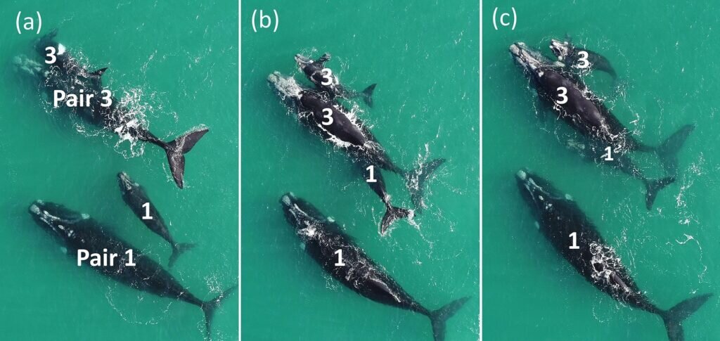    Процесс воровства молока. Пара 1 состоит из наиболее крупной матери в округе, чей отпрыск тоже превосходит своих сверстников по размерам. Самка из пары 3 не сопротивляется кормлению чужого теленка в присутствии своего / © The University of Western Australia, https://doi.org/10.1007/s42991-023-00392-1