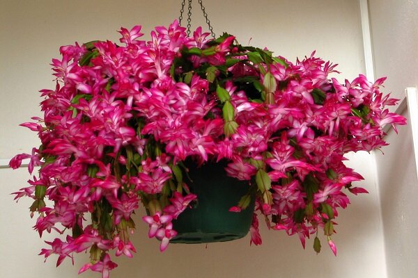 Опасные предрассудки: насколько обоснованы страхи?