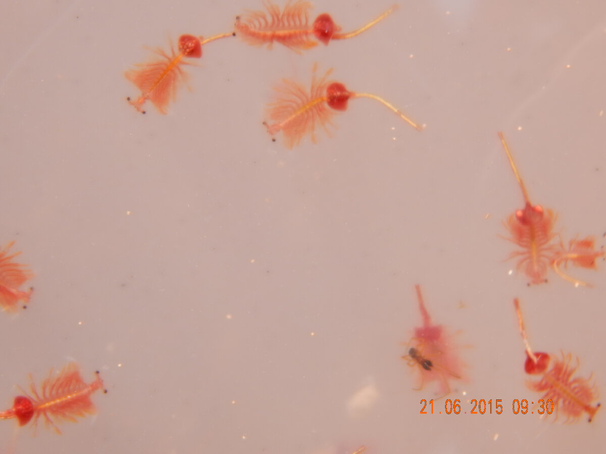 Несбыточность мечтаний 7. Спокойствие фэнтези. Несбыточность мечтаний 7. Недостижимая мечта. Мечта иллюстрация.