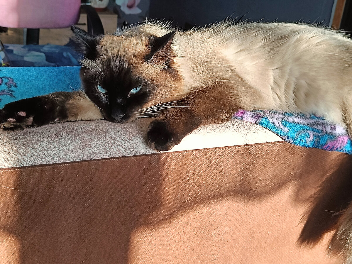 тестовая печать принтера canon pixma. сопел рядом. калибровочный лист canon pixma. проверка сопел принтера canon. сопла graco таблица.