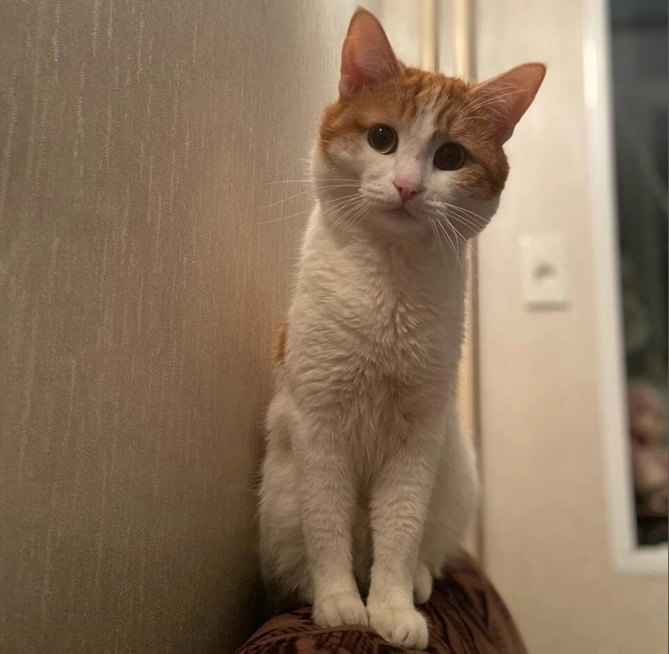 Тот самый несчастный кот Твикс