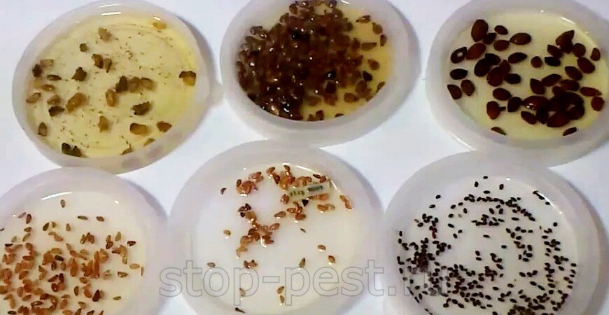 фото сайта https://stop-pest.ru