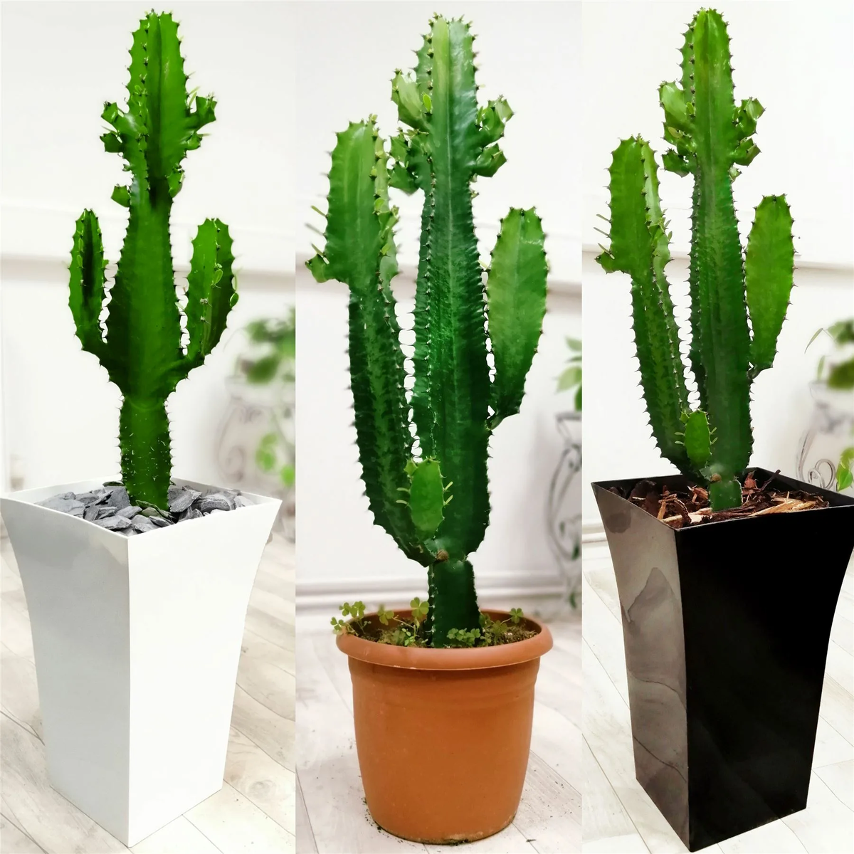 кактус опунция суккулент. стапелия (суккулент/кактус). стапелия крупноцветковая. кактус опунция суккулент. кактус цереус.