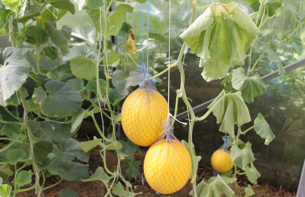 Фотография взята из источника yandex.ru