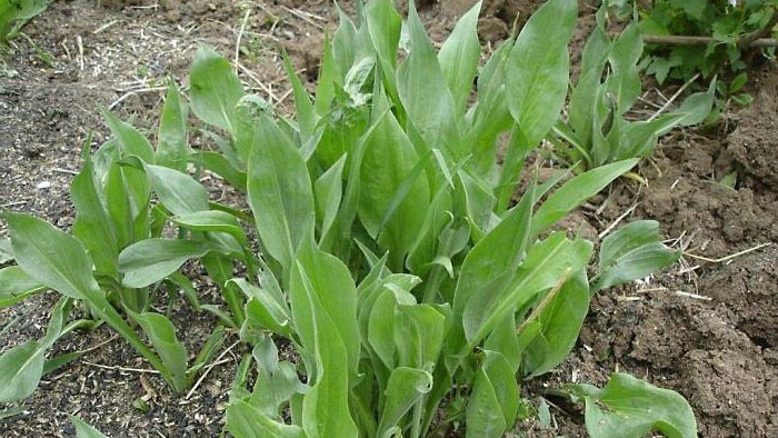 Первый год у скорцонеры появляются листья, напоминающие ландыш