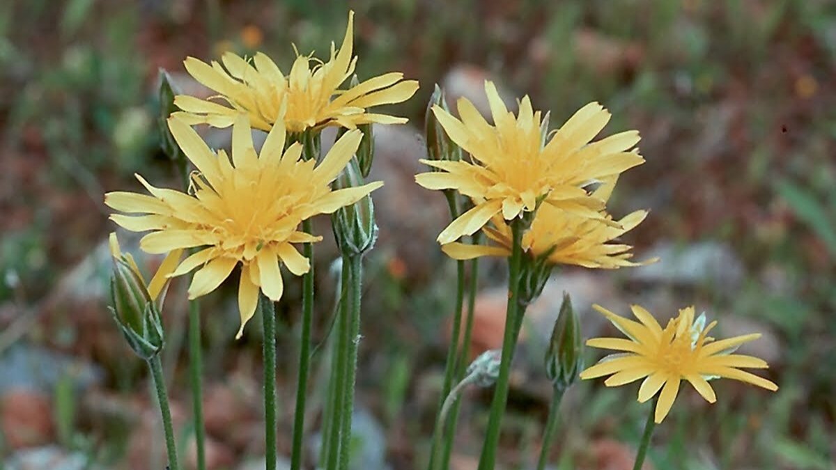 Цветет скорцонера желтыми цветами, как у одуванчика