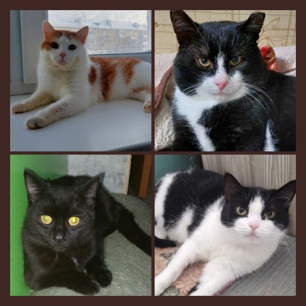 мальчонка разбор. мальчонка разбор. ребенок ломает игрушки. фогель выпускник аккорды. мальчонка разбор.