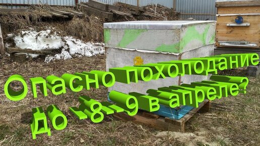 Профессор Кашковский: Опасно ли для пчёл похолодание до -8- -9 в апреле?