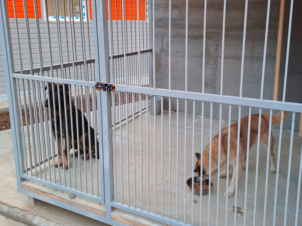 Бродячие псы отель. Собачий приют в ялуторовске. Агрессивные бездомные собаки. Сочинский приют для собак. Бездомные животные сочи.