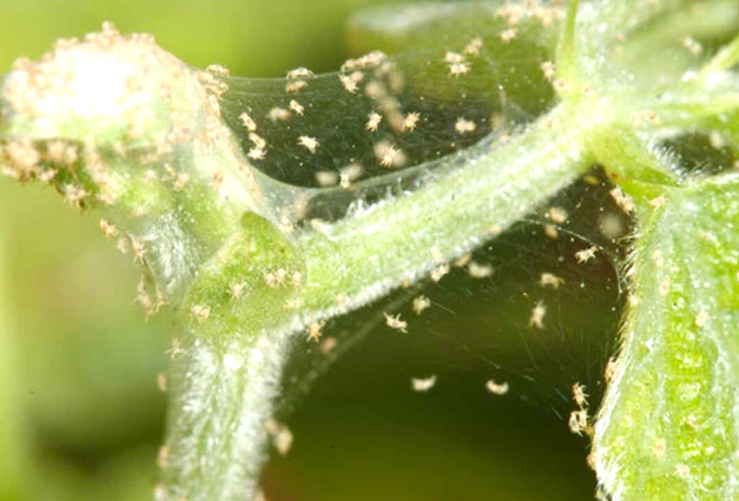 Огурцы пораженные паутинным клещом. Паутинный клещ на листьях огурцов. Болезни огурцов паутинный клещ. Паутинный клещ на огурцах. Паутинный клещ на листьях огурцов.