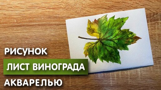 Как нарисовать лист винограда карандашом и акварелью начинающим | Рисунок для детей