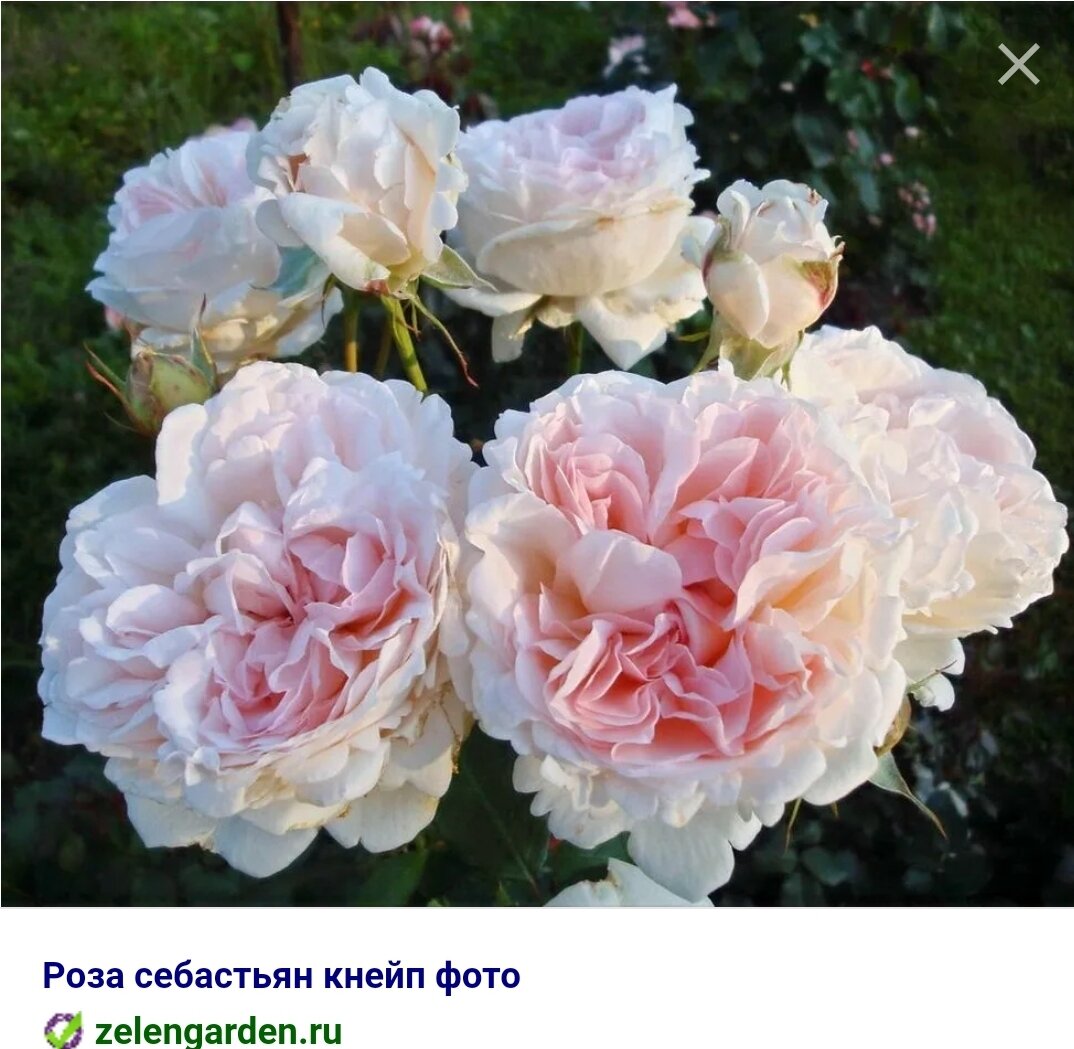 Сорта эквадорских роз. Роза кения сорта и названия. Роза чайно-гибридная игуана. Роза плетистая вильям шекспир. Роза рампиканте (плетистая).