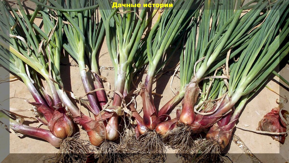 https://vk.com/photo-159774511_457264509. Лук-шалот