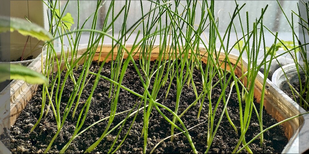 Как новичкам посеять лук на рассаду: важные тонкости выращивания лука из семян в однолетнем и двухлетнем цикле