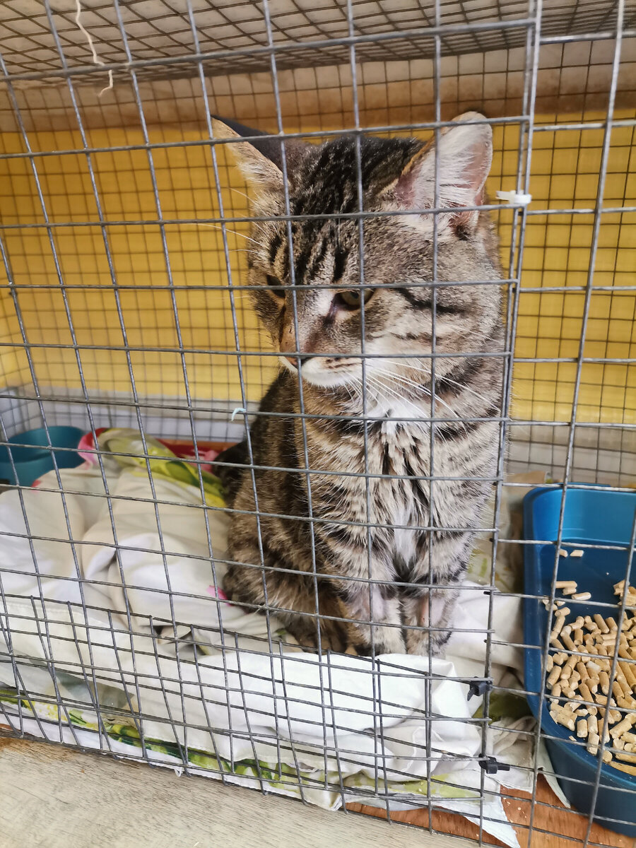 Как человеку стать кошкой. Как человеку стать кошкой. Кошки мюзикл 2019. Кошка в костюме бэтмена. Елена вьюшкина.