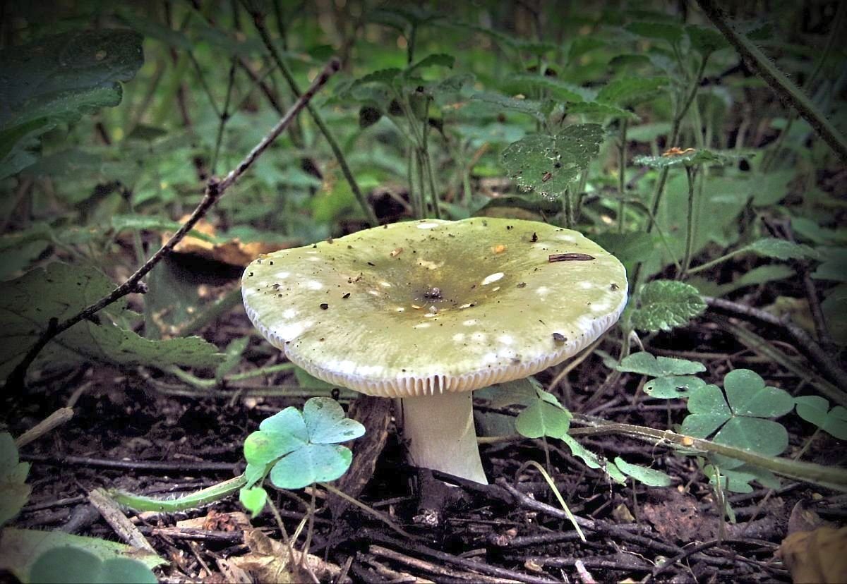 Гриб сыроежка зеленая. Сыроежка зелёная (Russula aeruginea).. Сыроежка зеленоватая. Сыроежка зеленоватая (Russula virescens). Какую среду обитания освоила сыроежка биология 5