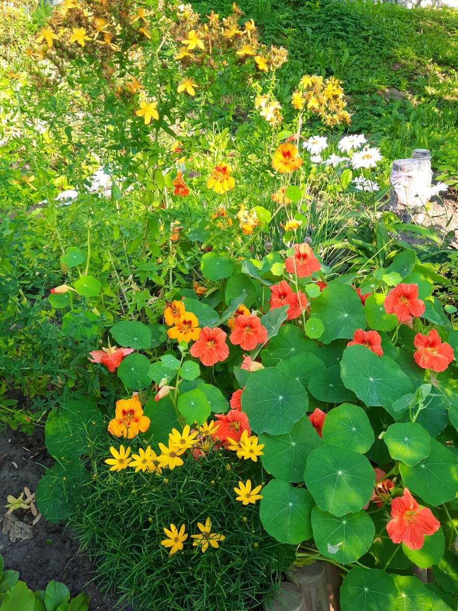 Настурция на даче