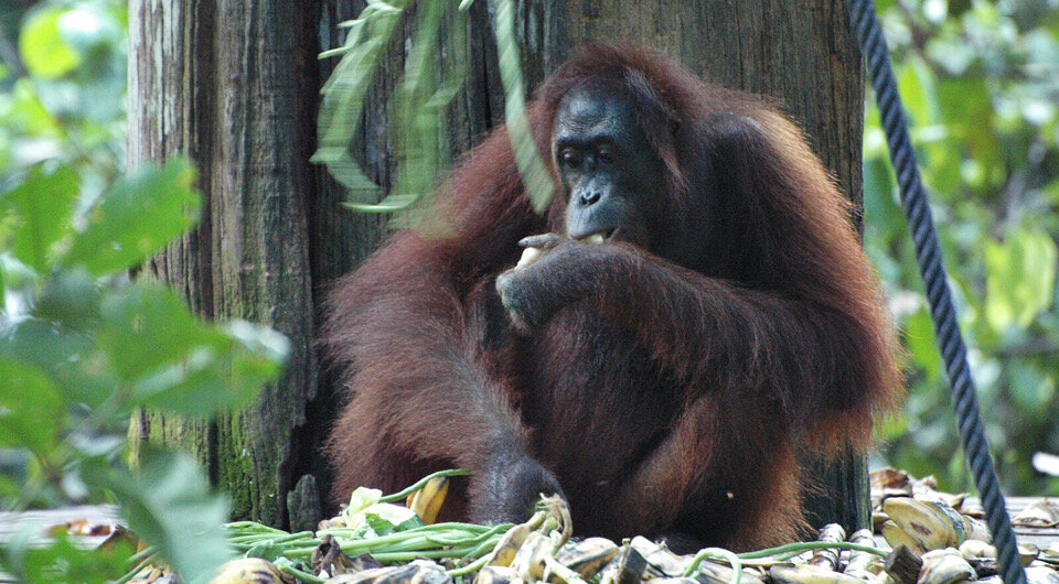   Denis Luyten / Public domain