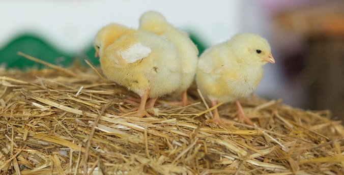 Фото: freepic.diller на Freepik