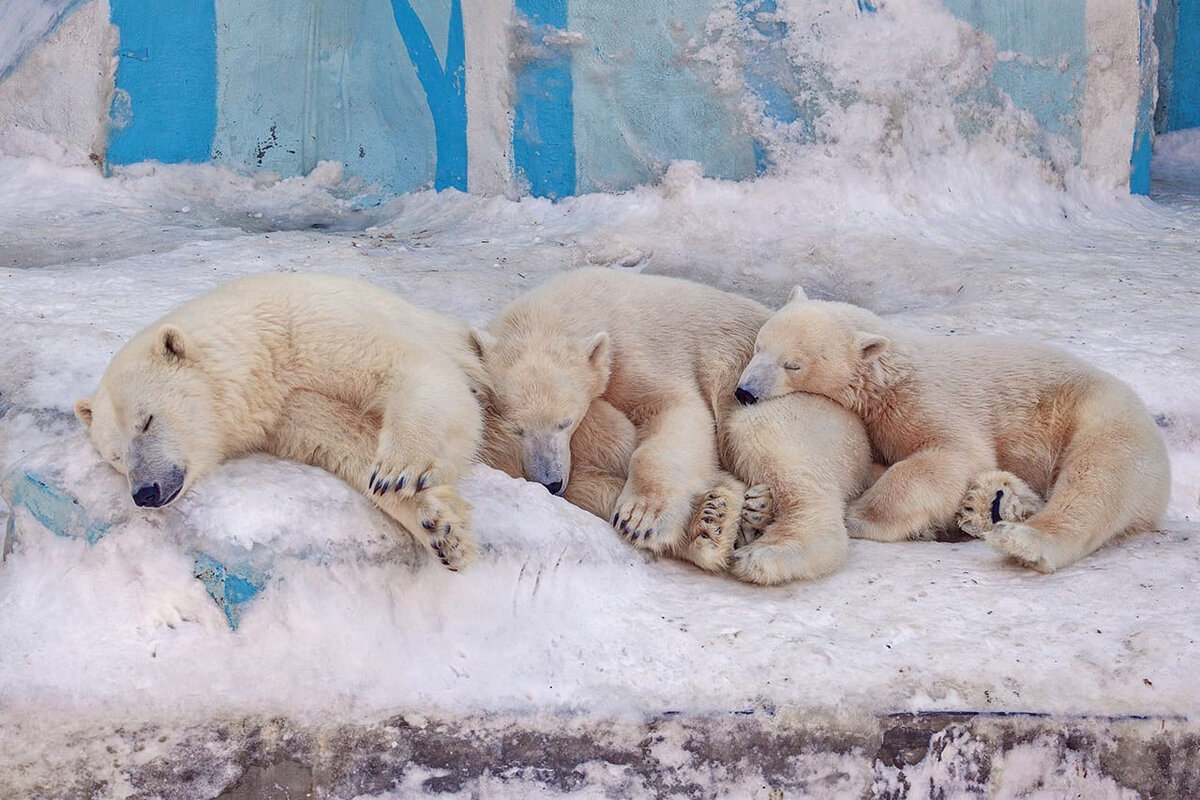 Белые медведи в Новосибирском зоопарке. Зоопарк новосибирск белые медведи
