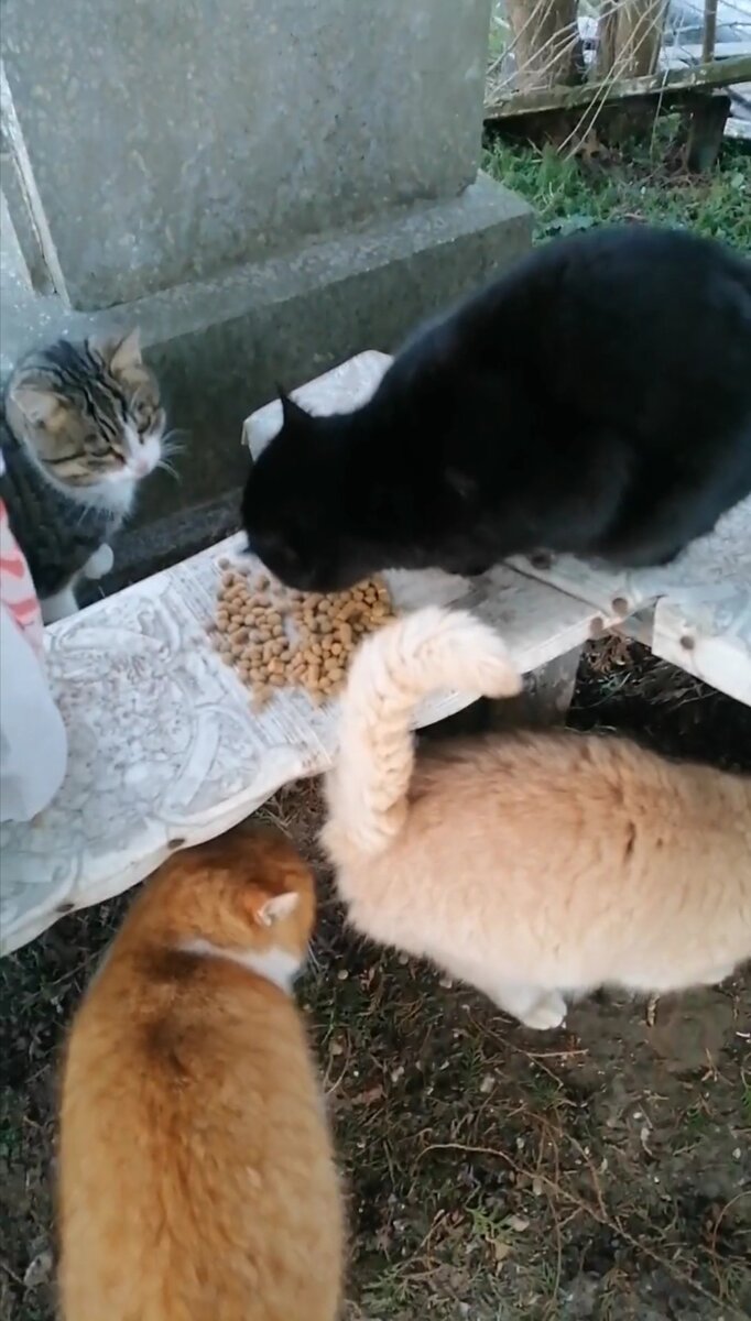 Пришли на кормежку. Полосатик, Трехлапка, Стеша, Рыжа. 