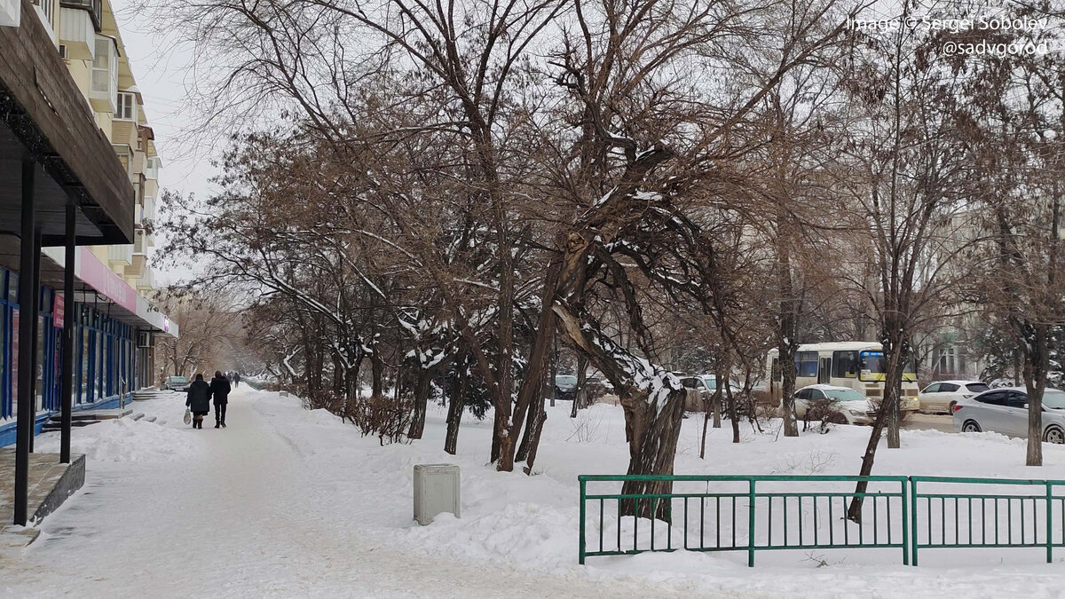 лев идет по улице. лев в клетке в зоопарке. лев уходит фото. звери по улицам москвы. невероятные приключения итальянцев в россии фильм 1973.