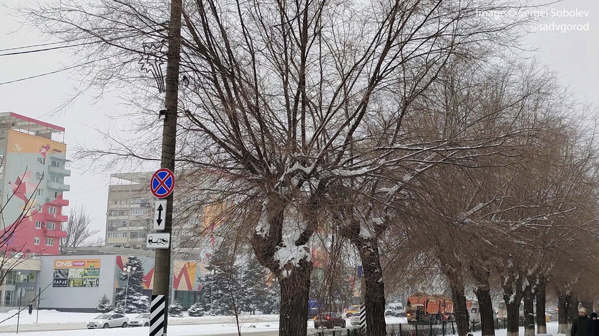 Каким должен быть облик зимнего города с точки зрения озеленения. Прогулка  по Волжскому | Сад в город! | Дзен