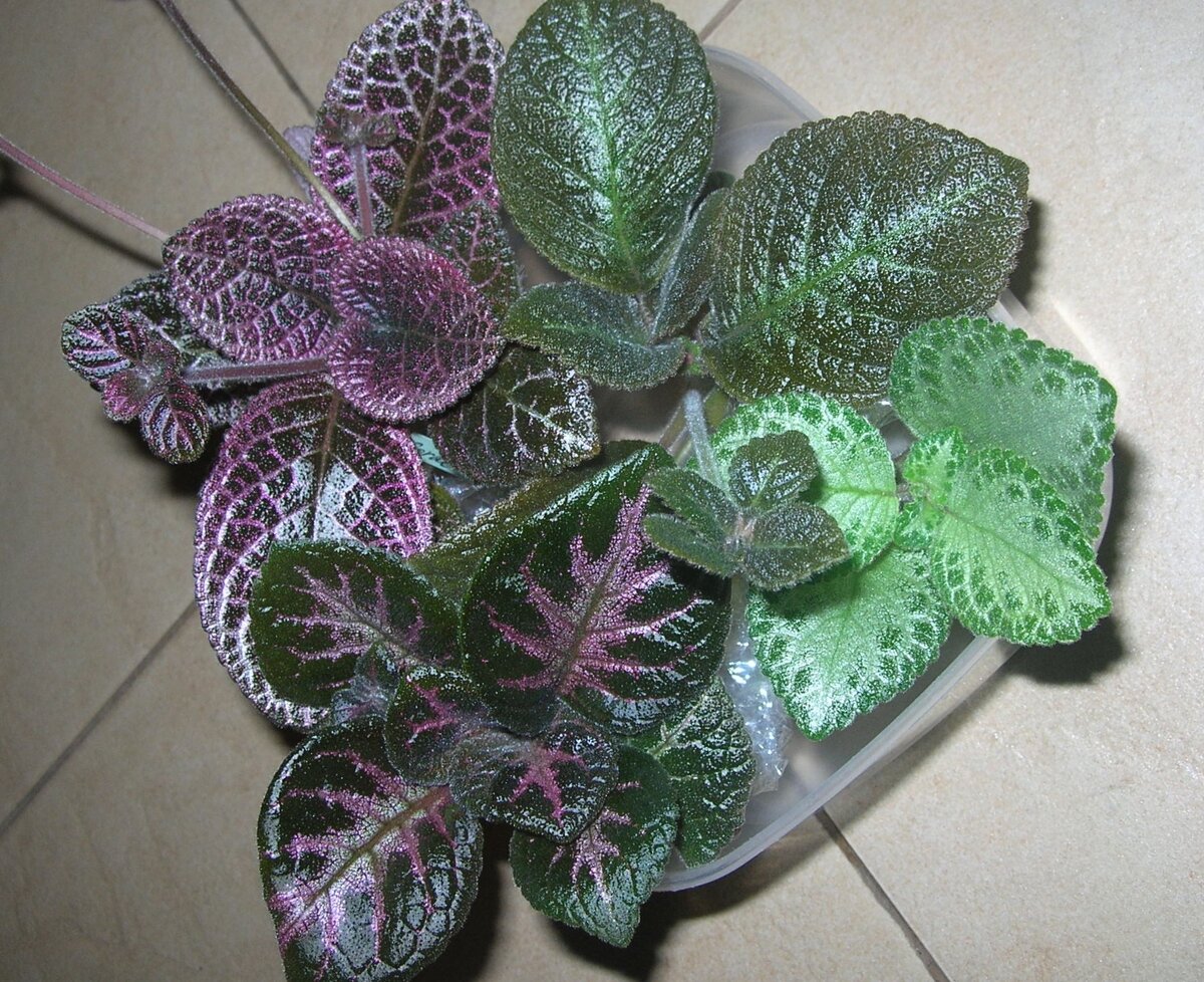  Эписции  Coral Glow - Jim's TS - Faided Jade - Jim's Can San