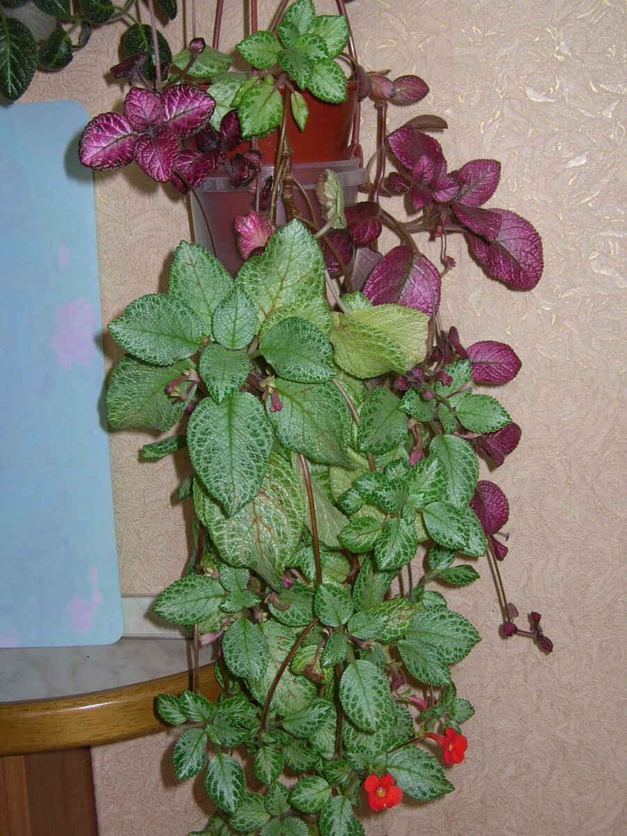 виды любви у древних греков. слово любовь по гречески. агапе это жертвенная любовь. 7 типов любви в древней греции. Greece леттеринг.