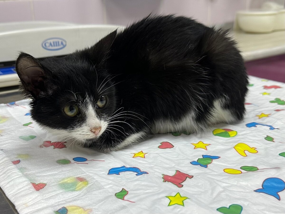 Мы всегда проводим первичную диагностику вновь появившихся подопечных