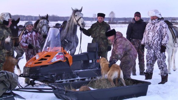 Спасение лося из петли-ловушки в Катав-Ивановском районе