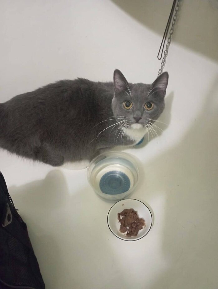 бездомные кошки. выкидывать ли кошку. кот ползет. кошку за шкирку. котика выбросили на улицу.