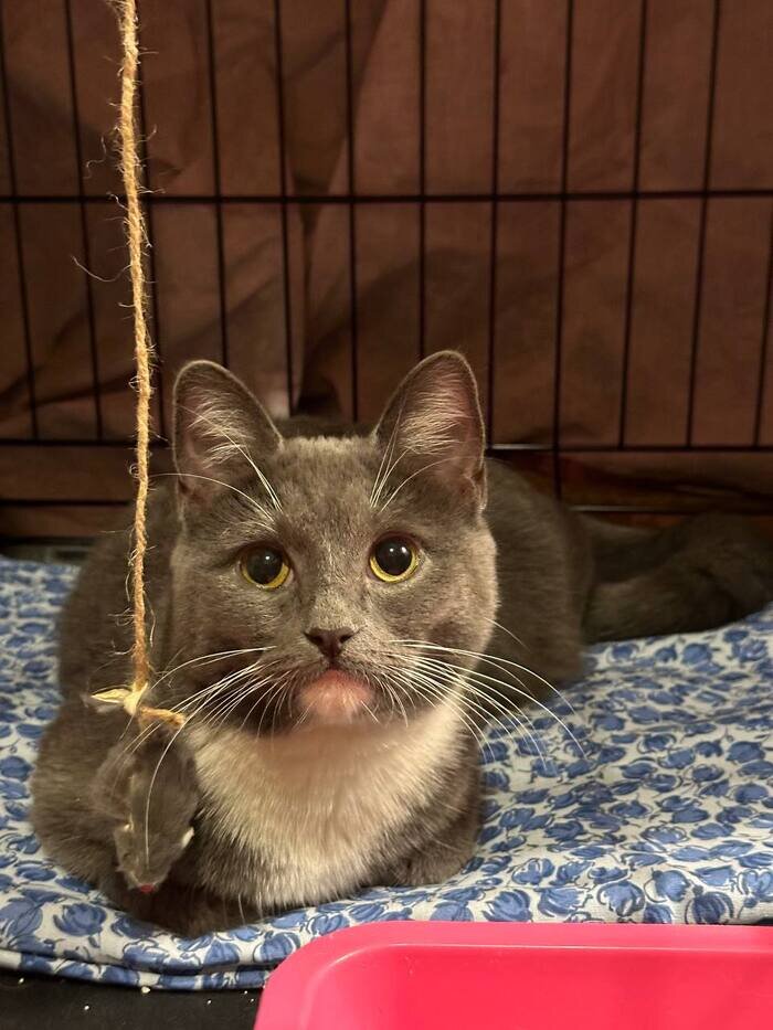 Почему кошка просит после стерилизации. Как проходит стерилизация кота. Кошка стилизация. Кастрация кота перевязка. Осложнения после стерилизации.