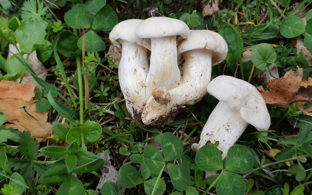 Весенние рядовки. Майский гриб Calocybe gambosa. Грибы майские рядовки. Весенние грибы рядовка Майская. Рядовка Майская Calocybe gambosa.