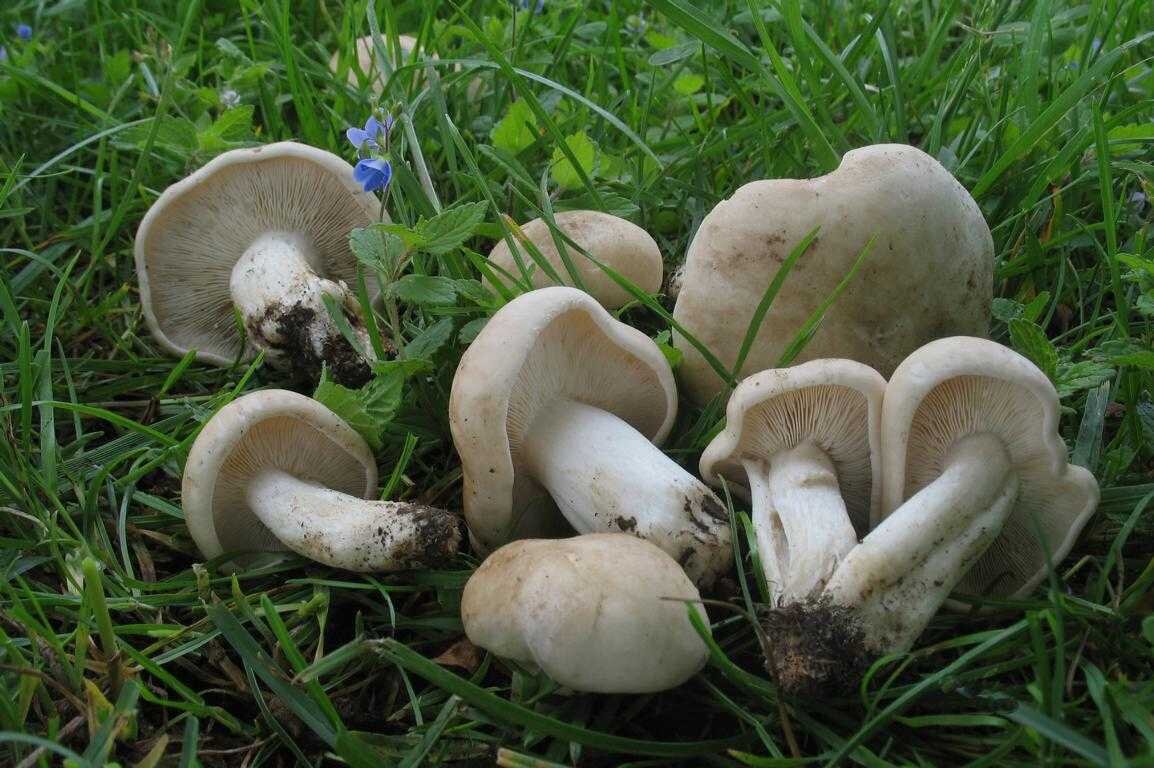 Рядовка майская где. Майский гриб Calocybe gambosa. Грибы майские рядовки. Рядовка Майская Calocybe gambosa. Грибы луговые рядовки.