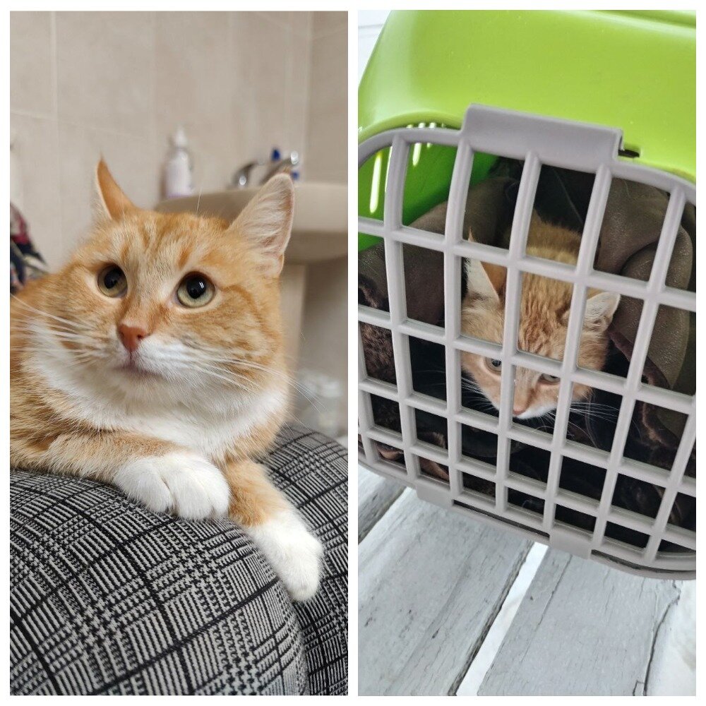 Дом для кошки. Кот дома последнее. Кот дома последнее. Домик для кота. Коты в домике.