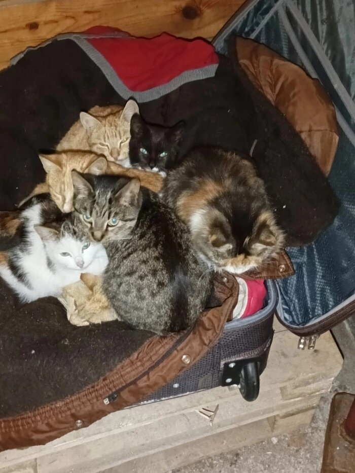 Дверь для кошки. Как кот привыкает к новому дому. Кот в адаптации. Три кота квартира. Кот адаптируется.