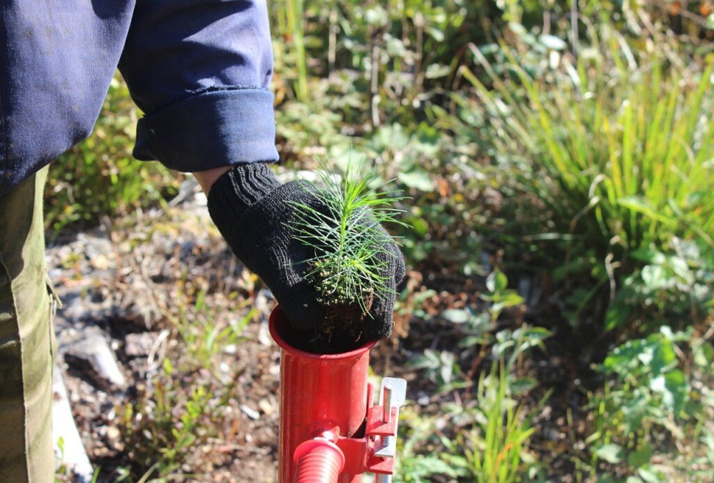 Вырубленные леса в Тверской области обещают восстановить за пять лет