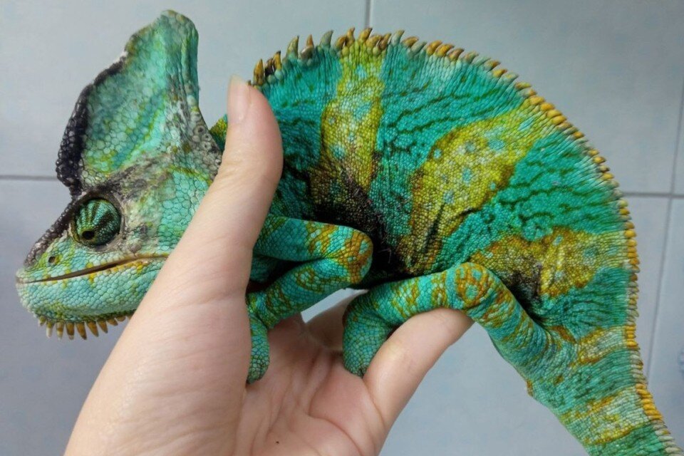    Ради спасения Хома отправился в самостоятельное путешествие. Фото: Анастасия Савченко