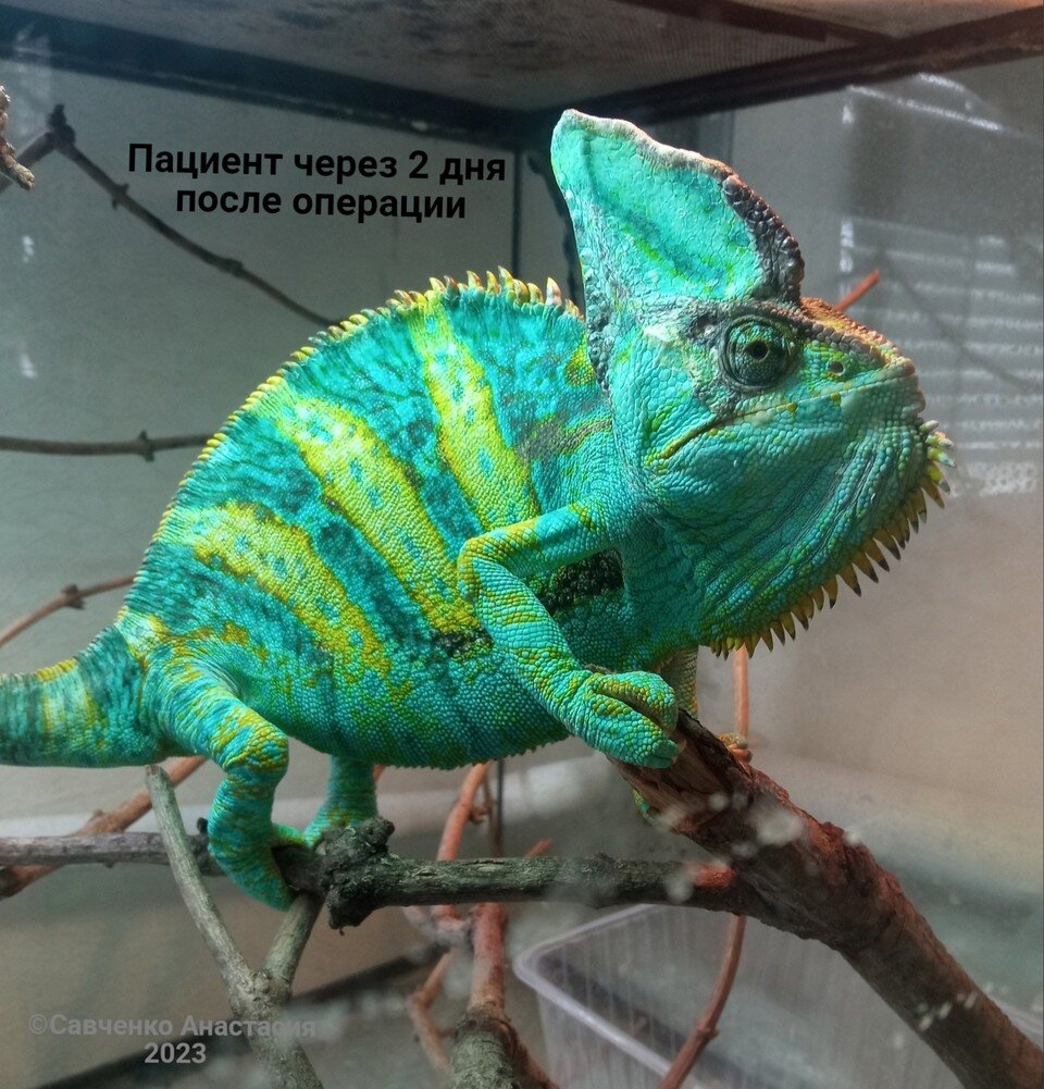    Хамелеон пережил серьезную операцию, впереди - восстановительный период. Фото: Анастасия Савченко