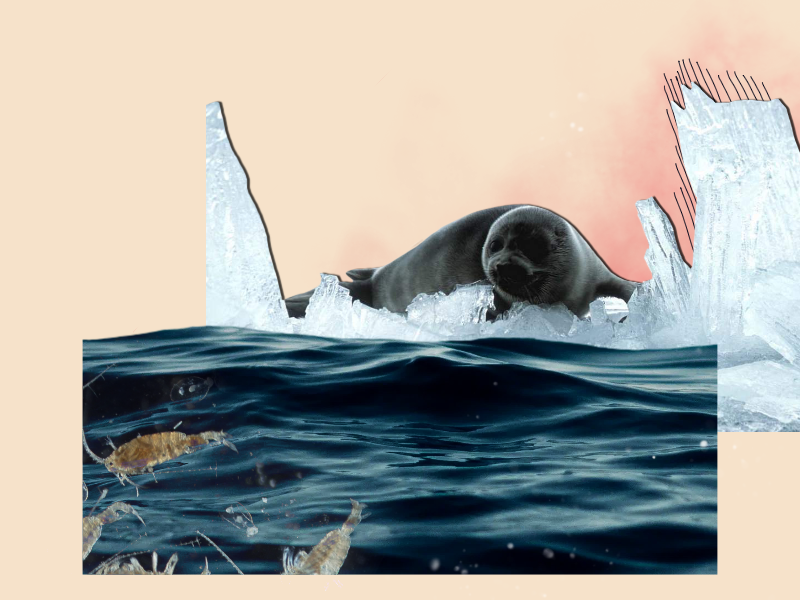 © Фото: Первый Байкальский