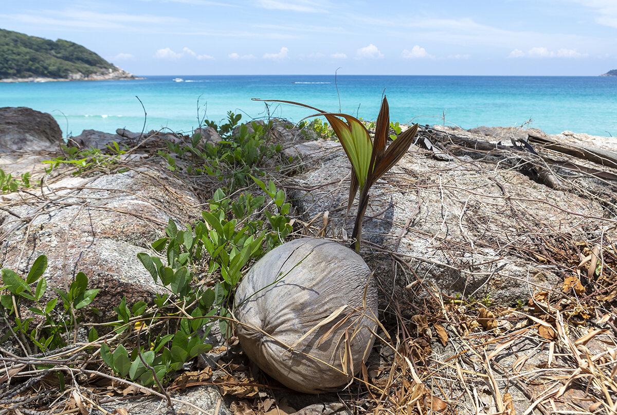 Так прорастает кокос