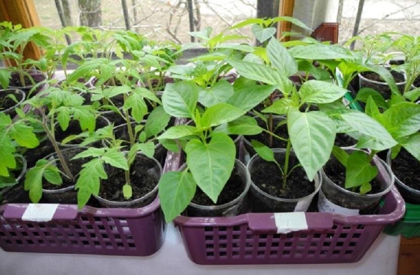 уголовное дело прокурор. выявлено 21 нарушение. выявлено 21 нарушение. выявлено 21 нарушение. прокурор это должностное лицо.