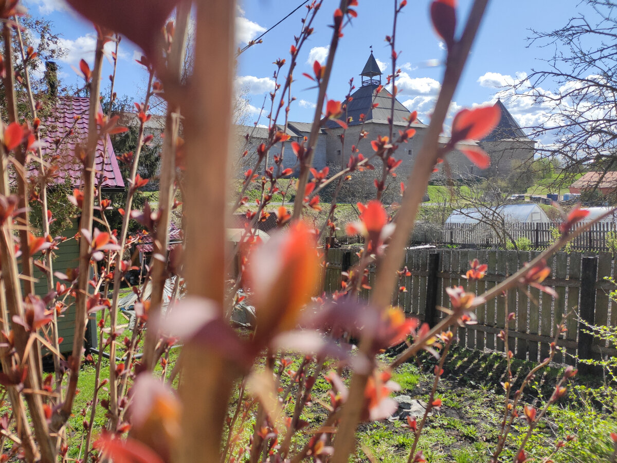 Фото автора. Старая Ладога, май 2023