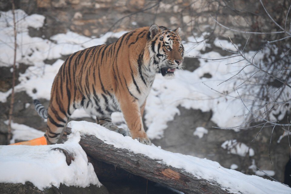Амурский (уссурийский) тигр. Уссурийская тайга амурский тигр. Водятся ли тигры в уральских лесах. Водятся ли тигры в уральских лесах. Амурский тигр в тайге.