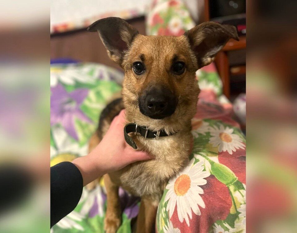 питание для собаки чихуа. рацион кормления для щенков немецкой овчарки в 2 месяца. рацион собаки чихуахуа. можно ли маленькой собачке давать. кормление щенка.